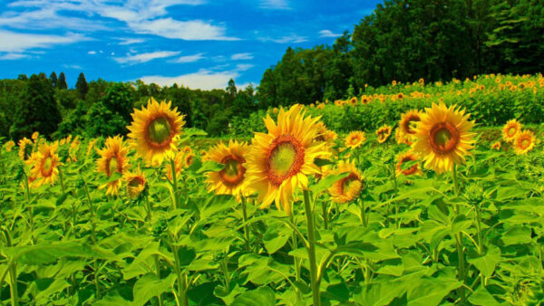 Wallpaper Sunflowers, Trees, Sky, Under, Field, Background, Floral, Flowers