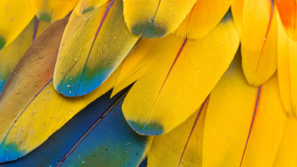 Wallpaper Feathers, Yellow, Abstract