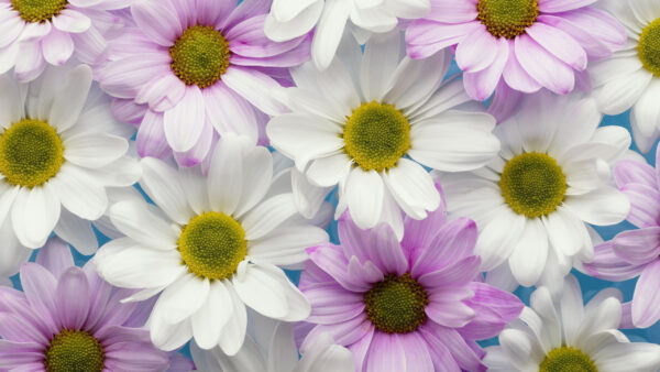 Wallpaper Flowers, Purple, White, Chrysanthemum, Light, Desktop