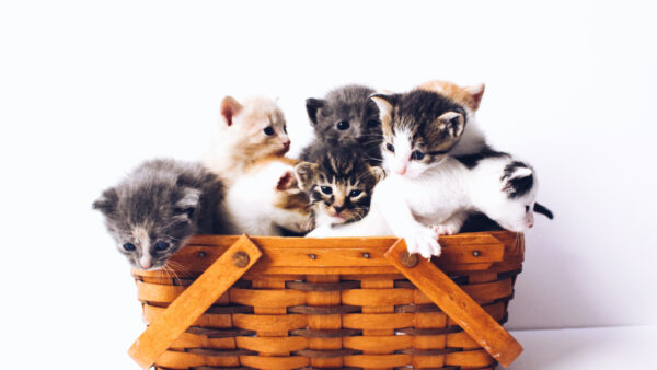 Wallpaper Desktop, Basket, Background, Kitten, Kittens, With, White