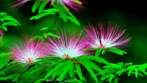 Wallpaper Petals, Leaves, Closeup, Flowers, Pink, Branches