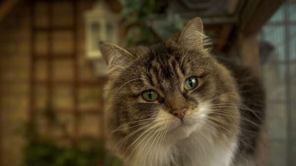 Wallpaper Eyes, Cat, With, And, Green, Desktop, Gray, White