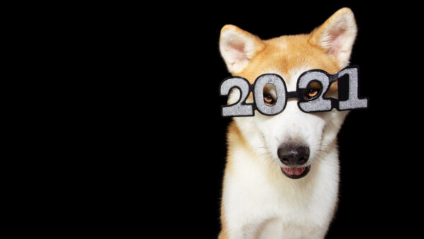 Wallpaper Year, Background, Happy, Wearing, Specs, Dog, 2021, New, Black
