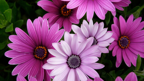Wallpaper Spring, Petaled, Lumix, Flowers, Purple