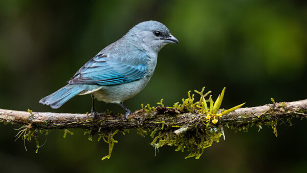 Wallpaper Tree, Background, Blur, Branch, Tanager, Birds, Azure-Shouldered, Blue, Standing, Bird