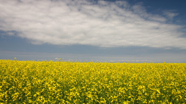 Wallpaper Mobile, Clouds, Blue, Under, Flowers, Field, Yellow, Rapeseed, Sky, Desktop, White