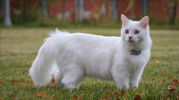 Wallpaper Closeup, View, White, Standing, Background, Grass, Blur, Green, Fur, Cat