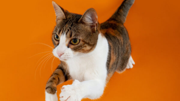 Wallpaper Orange, White, Desktop, Black, Background, Cats, Cat, Jumping, Brown