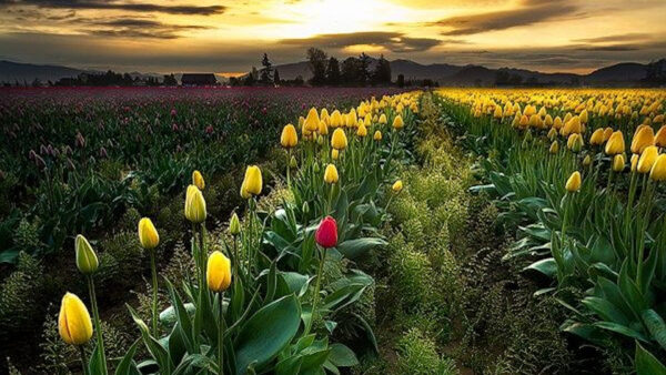 Wallpaper Tulip, Green, Plants, During, Yellow, Sunrise, Field, Nature, Flowers