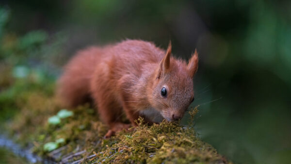 Wallpaper Blur, Tree, Background, Trunk, Algae, Fur, Green, Squirrel, Brown, Covered, Standing