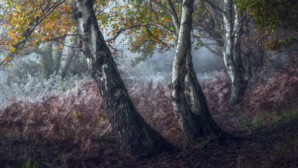 Wallpaper Forest, Trees, Desktop, Nature, Landscape, With