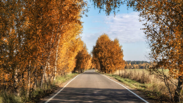 Wallpaper Road, Blue, Trees, Clouds, Nature, Sky, White, Colorful, Under, Grass, Between, Field