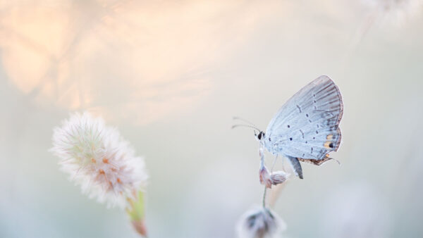 Wallpaper White, Flower, Hairy, Butterfly, Background