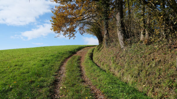 Wallpaper And, Blue, Sky, Desktop, Turn, Mobile, Field, Between, Green, Grass, Nature, Trees, Path, Background