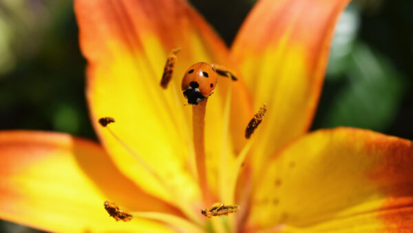 Wallpaper Ladybug, Yellow, Flower, Petals