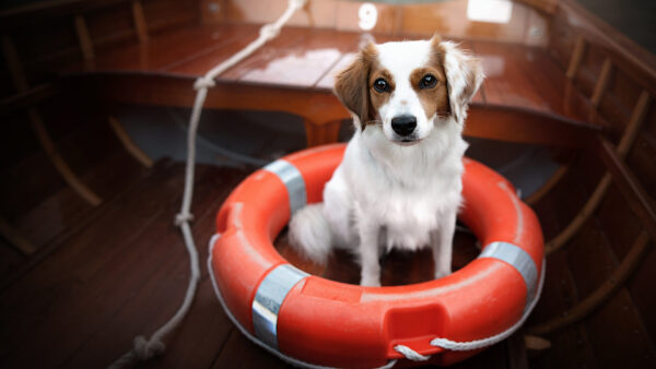 Wallpaper Swim, White, Ring, Inside, Sitting, Brown, Boat, Dog