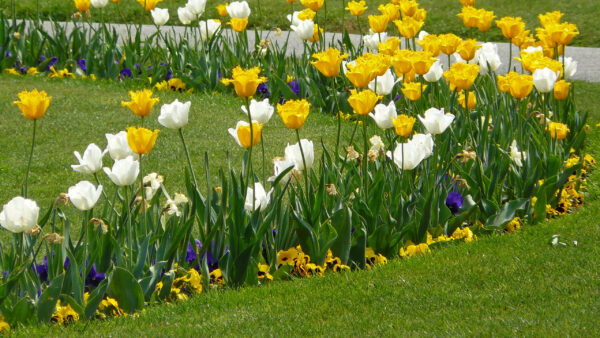 Wallpaper Flowers, Bushes, Plants, Green, Grass, White, Yellow, Field