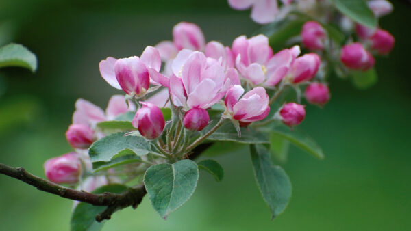 Wallpaper Background, Green, Tree, Blossom, Apple, Flowers, Flower, Branch, Nature, Pink