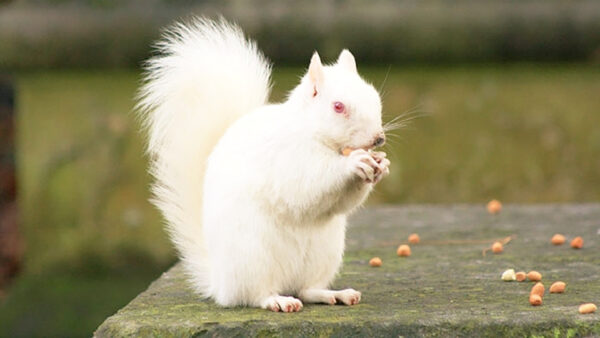 Wallpaper Squirrel, Standing, Background, White, Fur, Nuts, Eating, Blur