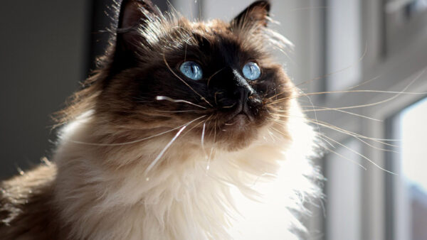 Wallpaper Cat, Animals, Near, Cute, Window, Black, White, Desktop, Standing, Looking
