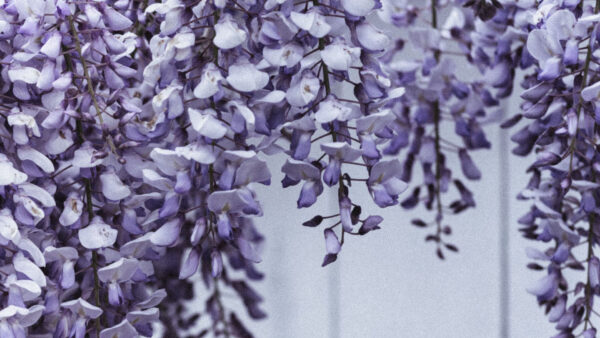 Wallpaper Light, Flowers, Purple, Branches, Plant, Petals