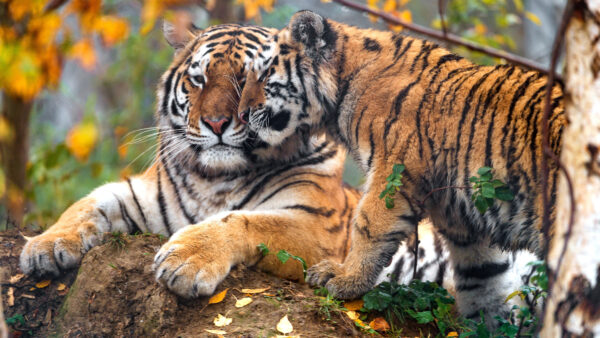 Wallpaper Tree, Autumn, Blur, Green, Tiger, Yellow, Background, Branches, And, Fall, Cub