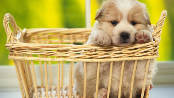 Wallpaper Brown, Dog, Light, Basket, Bamboo, Inside