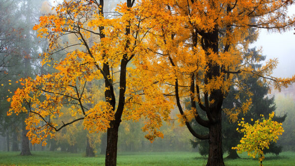 Wallpaper Fog, With, Background, Branches, Trees, Leaves, Yellow, Garden, Autumn