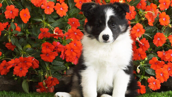 Wallpaper Plants, Background, Dog, White, Flowers, Black, Sitting, Red, Puppy