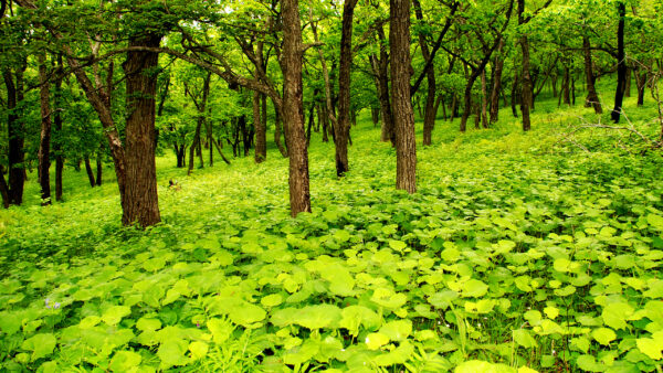 Wallpaper Nature, Scenery, Bushes, Trees, Greenery, Plants, Beautiful