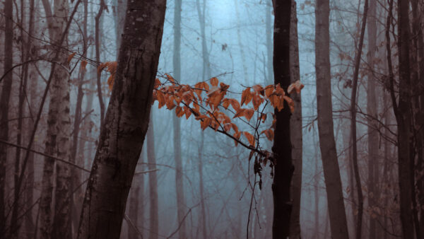 Wallpaper Fog, With, Dry, Leaves, Forest, Trees