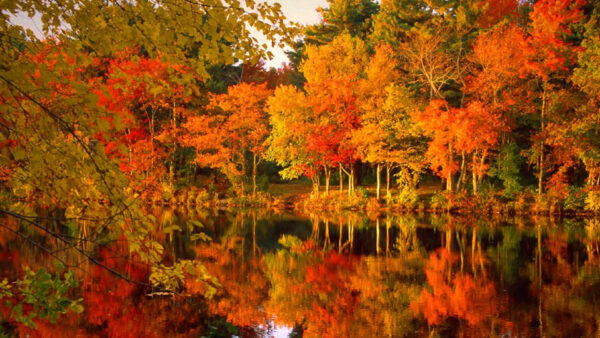 Wallpaper Autumn, Forest, Water, Reflection, Green, Red, Yellow, Fall, Orange, Trees, Leafed
