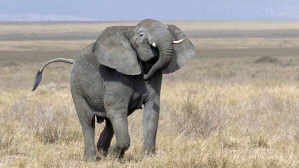 Wallpaper Elephant, Background, Blue, Walking, Sky, Grass, Dry