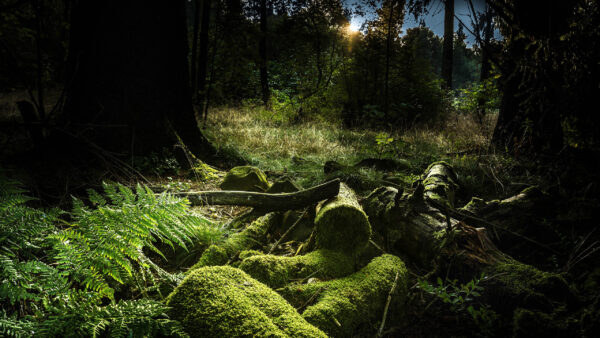 Wallpaper Green, Log, Fern, Forest, Field, Grass, Algae, Plant, During, Sunrise