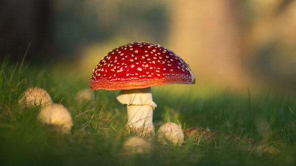 Wallpaper Background, Nature, Blur, View, Red, Mushroom, Closeup, Grass