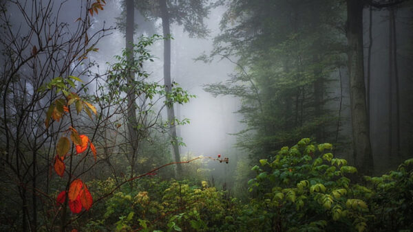 Wallpaper Nature, Fog, Plants, Trees, With, Background, Green, Bushes, Leafed, Forest