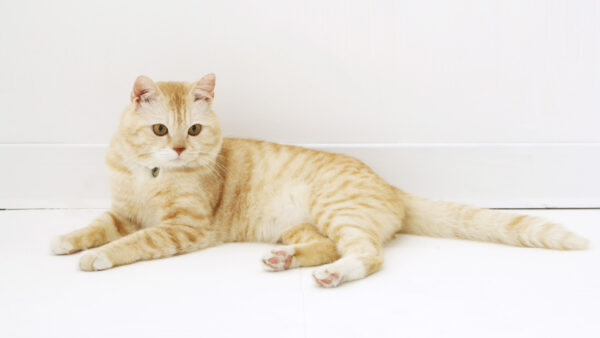 Wallpaper Background, Sitting, Cat, WALL, Floor, White, Brown