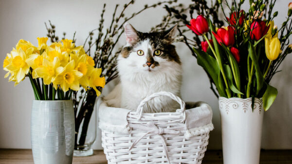 Wallpaper White, Sitting, Inside, Black, Basket, Cat