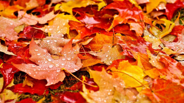 Wallpaper Fall, Drops, Yellow, Red, Water, Autumn, Leaves, Brown, With, Dry