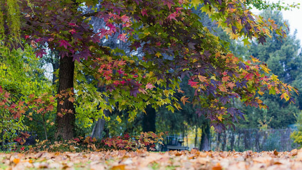 Wallpaper Nature, Tree, Autumn, Dried, From, Colorful, Branches, Falling, Leaves