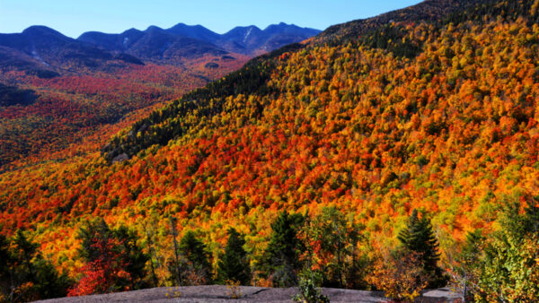 Wallpaper Red, Yellow, Forest, Fall, Trees, Green, Autumn, Slope, Mountain