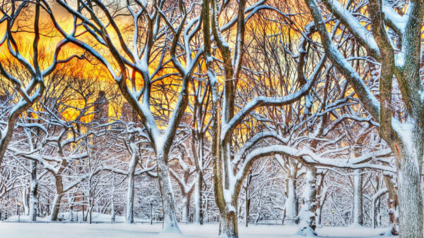 Wallpaper Sky, Snow, Bing, Leaves, Background, Without, Yellow, Trees, Covered