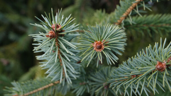 Wallpaper Needles, Background, Spruce, Macro, Desktop, Mobile, Branch, Blur