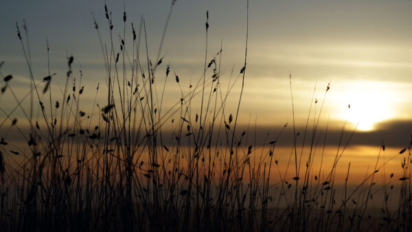 Wallpaper Sky, Desktop, Dark, Twilight, Mobile, Background, Grass, Closeup, Silhouette, View, Blue