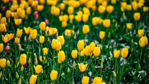 Wallpaper Field, Leaves, Background, Green, Flowers, Mobile, Blur, Tulips, Yellow, Desktop, Petals