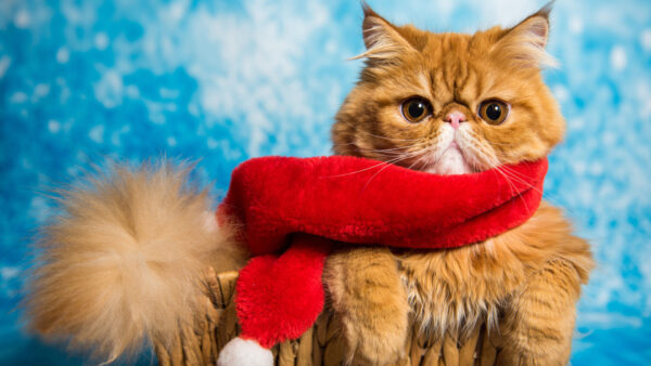 Wallpaper Cat, Red, Blue, Muffler, Brown, Background, With, Fur, Funny