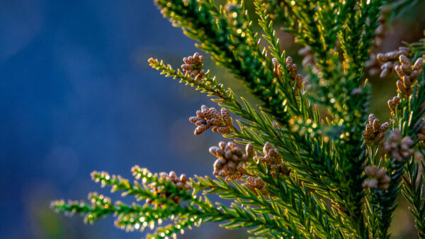 Wallpaper Green, Photography, Leaves, Needles, Blue, Blur, Background, Branches, Tree