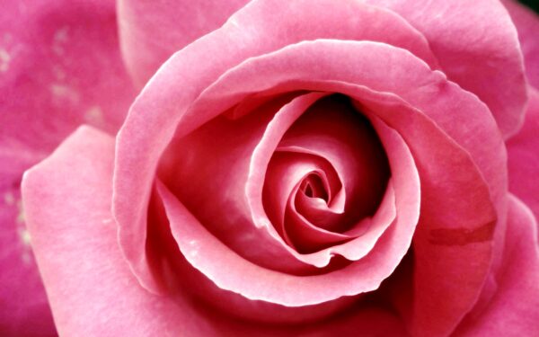 Wallpaper Beautiful, Rose, Pink