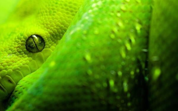 Wallpaper Snake, Eyes, Great
