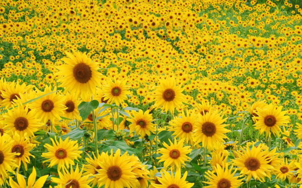 Wallpaper Field, Sunflower